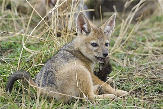 黑背狐狼,黑背豺,五个,星期,老,幼仔,咀嚼,角马,躲藏,马赛马拉,肯尼亚