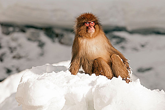 日本猕猴,雪,日本,猴子,雪猴,日光浴