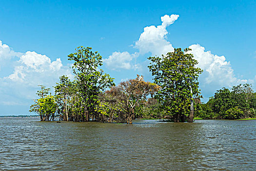 洪水,树林,亚马逊河,亚马逊,巴西,南美