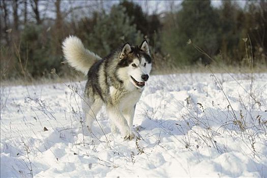 阿拉斯加雪橇犬,狗,成年,雪中