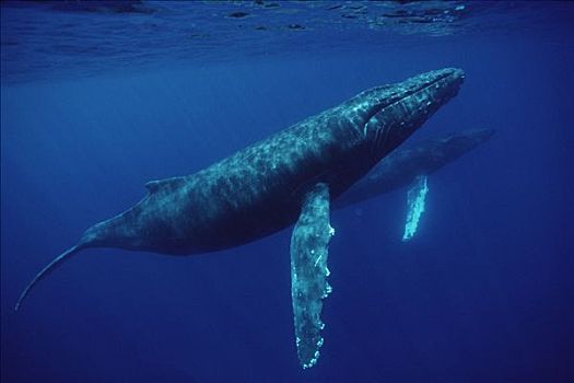 驼背鲸,大翅鲸属,鲸鱼,一对,水下,夏威夷