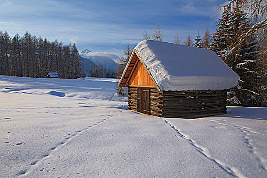雪,动物脚印,提洛尔,奥地利