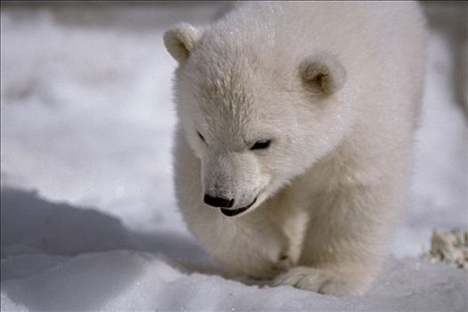特写,北极熊,幼兽,走,雪中