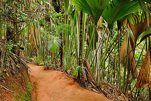 道路,雨林,自然保护区,塞舌尔