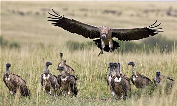 肯尼亚,马赛马拉,纳罗克地区,白背兀鹫,进入,陆地,靠近,杀,马赛马拉国家保护区,南方