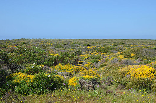 石南灌丛,葡萄牙,海岸,阿尔加维