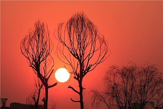日落时树的剪影图