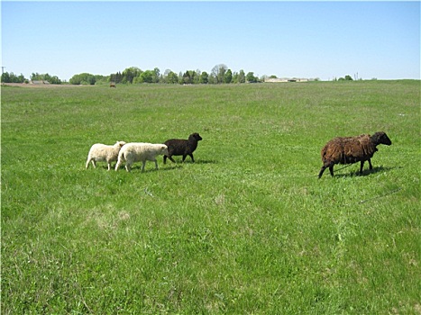 绵羊,放牧,草