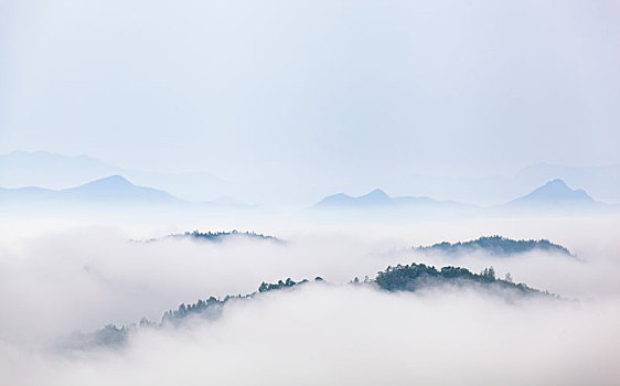 陕西巴山云雾
