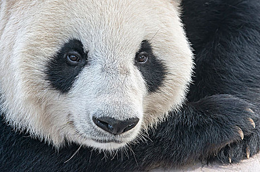 大熊猫,成年,中国,研究中心,成都,四川,亚洲