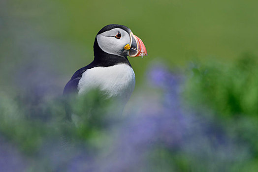 角嘴海雀,北极,坐,蓝花,岛屿,苏格兰,英国
