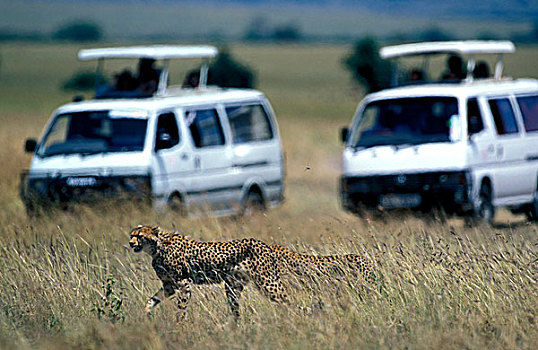 非洲,肯尼亚,马塞马拉野生动物保护区,旅游,卡车,围绕,印度豹,猎豹,热带草原