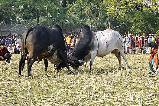 斗牛,一个,传统,节日,孟加拉,拿,五月,流行,活动,许多人,看,比赛,危险,受伤
