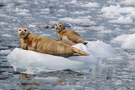 斑海豹,室外,浮冰,威廉王子湾,阿拉斯加,夏天