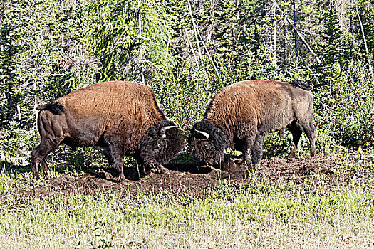 雄性,木,野牛,头部,保护区,加拿大西北地区,加拿大