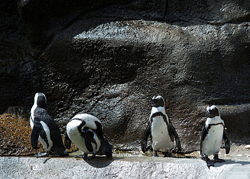 企鹅,生物群