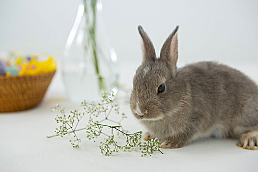 复活节兔子,花,白色背景,背景,可爱