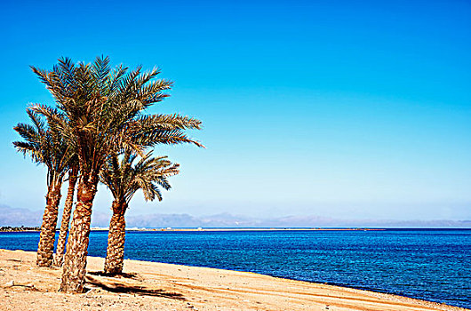 海滩,达哈卜