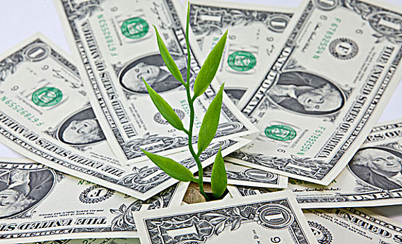 植物,美元,象征,图像,成功,投资