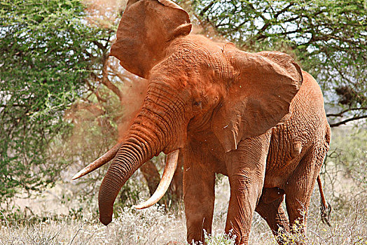 非洲,灌木,大象,非洲象,雄性动物,沙子,浴室,西察沃国家公园,肯尼亚