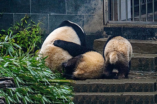 搀扶倒地的未成年大熊猫