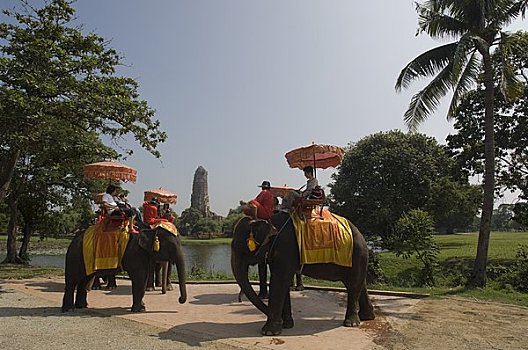 人,骑,大象,大城府,泰国
