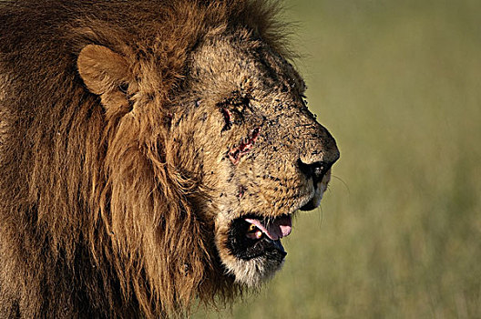 非洲狮,狮子,疤痕,博茨瓦纳