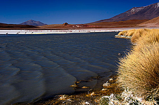 蓝色泻湖,火烈鸟,红鹳科,乌尤尼,玻利维亚,南美