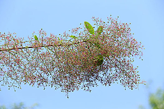 黄栌花