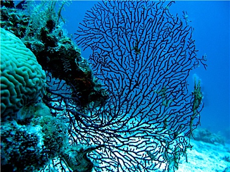 珊瑚礁,柳珊瑚目,海洋,鞭子,海扇,仰视,红海,蓝色背景,水,背景