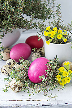 复活节,装饰,色彩,蛋,百里香,樱草花,鹌鹑