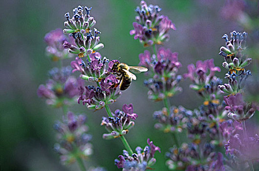 蜜蜂,收集,花粉,熏衣草