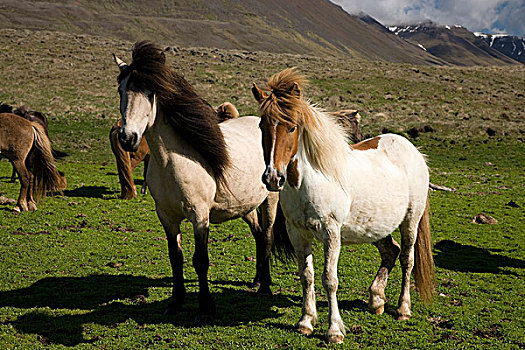 冰岛马,冰岛,欧洲