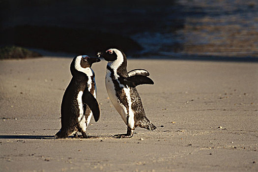 非洲,南非,开普敦,区域,黑脚企鹅,大幅,尺寸