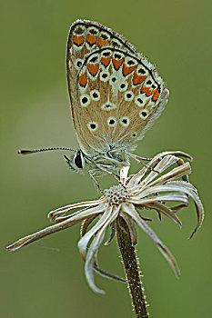 褐色,蝴蝶,北方,保加利亚,欧洲