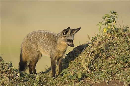 大耳狐,靠近,山坡,马赛马拉,肯尼亚