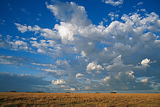 云,上方,草地,塞伦盖蒂国家公园,坦桑尼亚,非洲