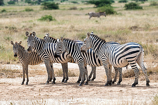 牧群,斑马,马,安伯塞利国家公园,肯尼亚,非洲