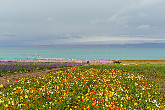 青海湖