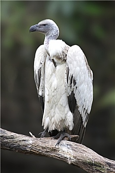 南非兀鹫,秃鹰