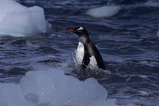 南极,南,奥克尼群岛,冰,鹅卵石,海滩,巴布亚企鹅