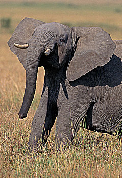 非洲象,幼兽,马赛马拉,公园,肯尼亚