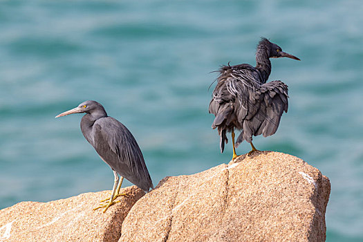生活于热带和亚热带海洋,栖息并觅食于海岛岩礁和海岸岩石上的岩鹭鸟