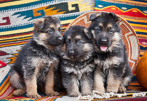 三个,德国牧羊犬,小狗,坐,排列,西南部,毯子