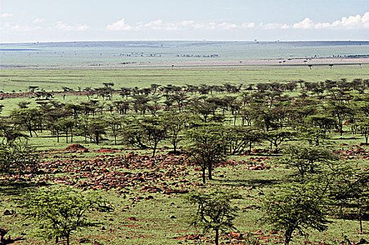 肯尼亚,马赛马拉国家保护区,斑点,风景,刺槐,大裂谷,大幅,尺寸