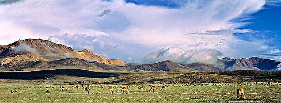 小羊驼,高原,智利,牧群,放牧,清新,草,雷暴,云,玻利维亚,冬天,下雨,季节,背景,安第斯山