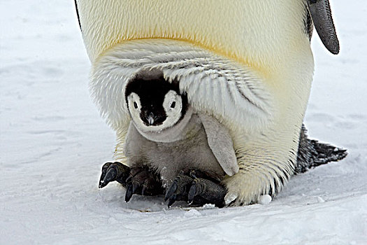 帝企鹅,幼禽,脚,成年,南极