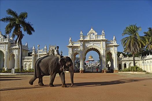 大象,后面,出口,城市宫殿,迈索尔,印度,南亚