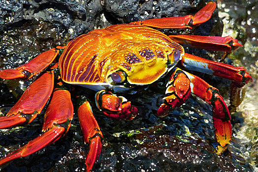 红岩,螃蟹,北方,岛屿,加拉帕戈斯,厄瓜多尔,南美