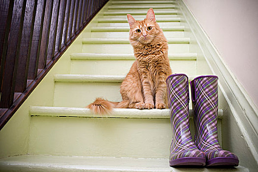 橙色,长发,猫,楼梯,紫色,靴子